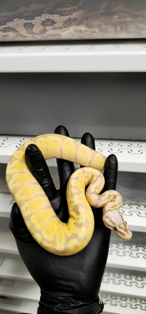 Ball python - Image 1