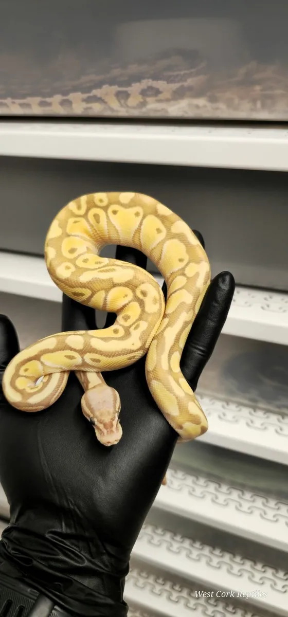Ball python - Image 2