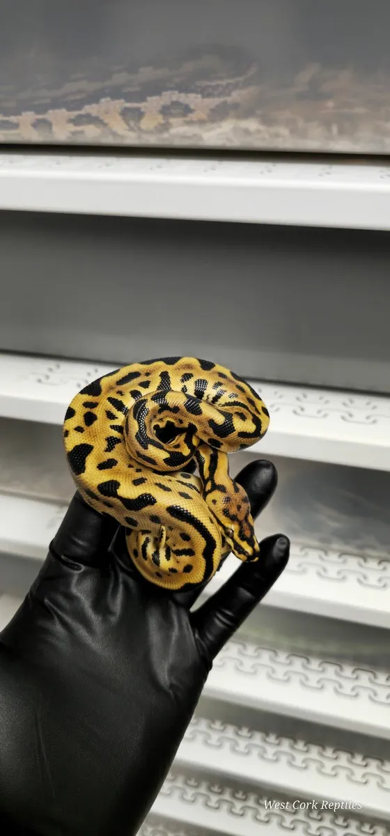 Ball python - Image 3