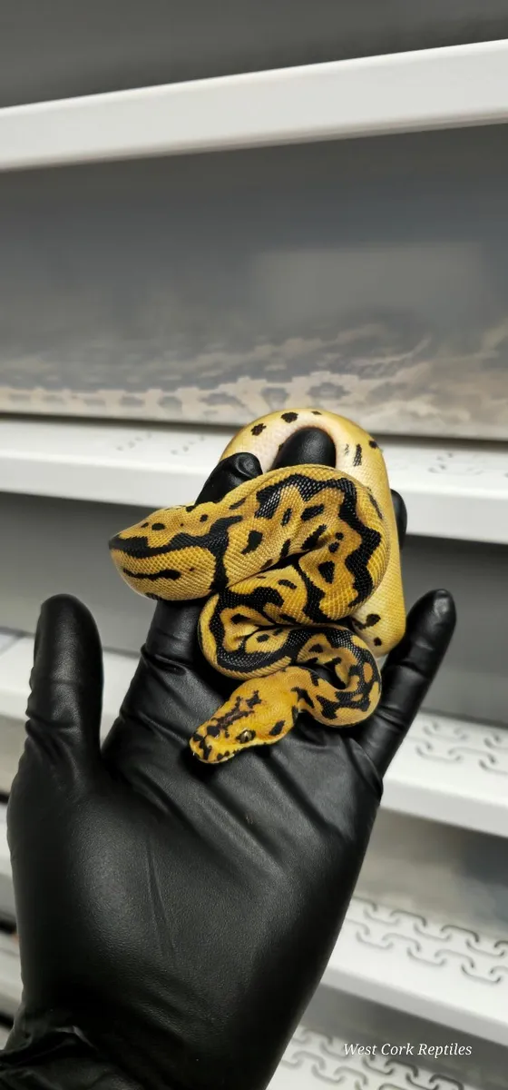 Ball python - Image 4