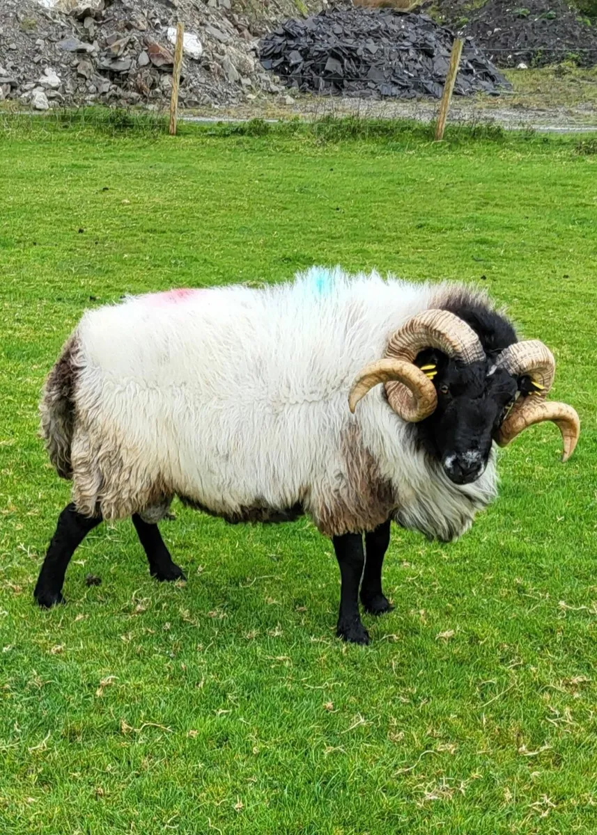 Mayo Mountain Rams - Image 1