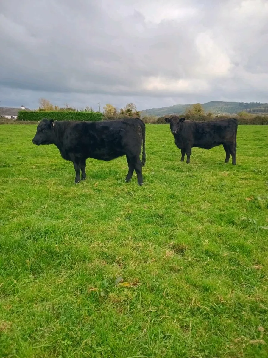 Organic Aberdeen Angus Heifers - Image 1