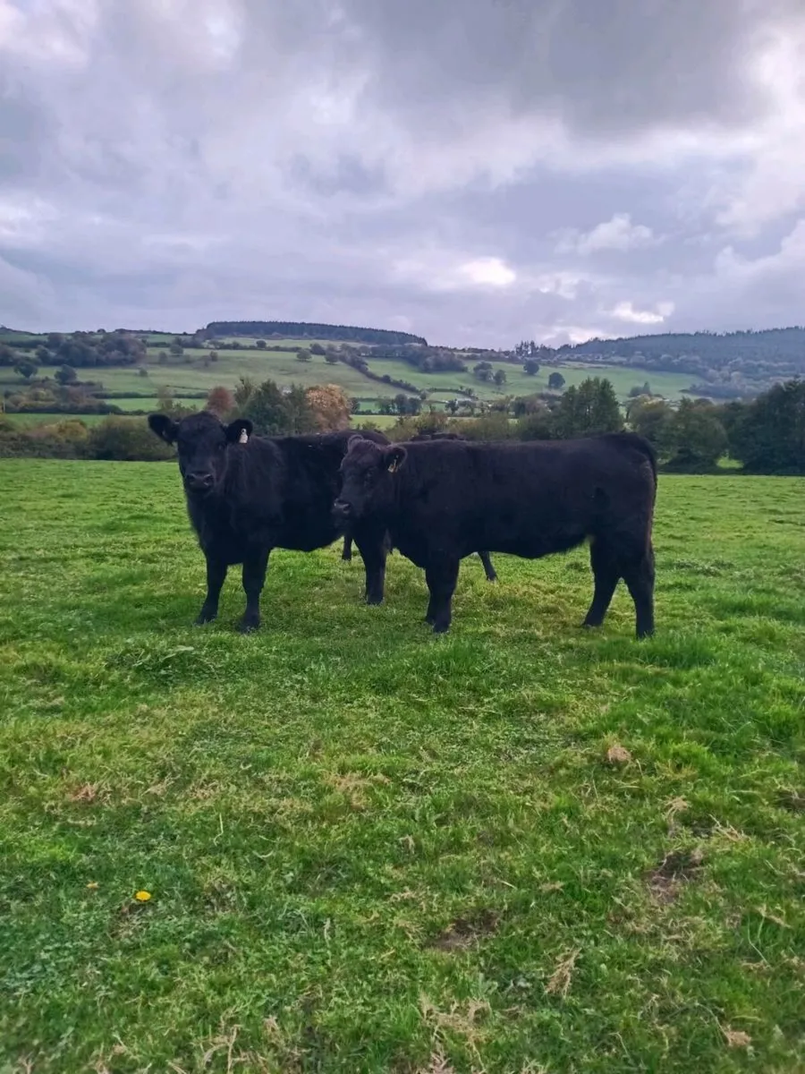 Organic Aberdeen Angus Heifers - Image 2