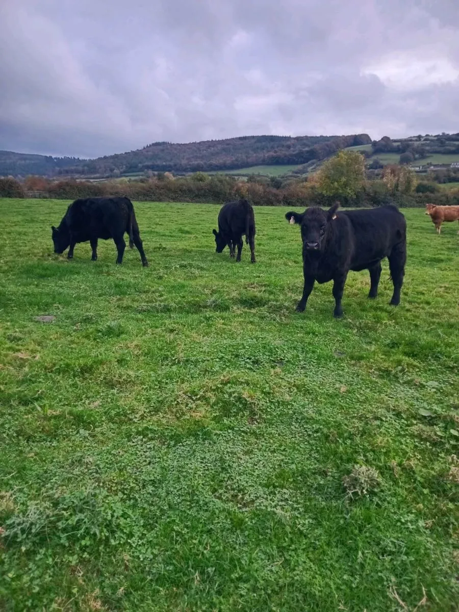 Organic Aberdeen Angus Heifers - Image 3