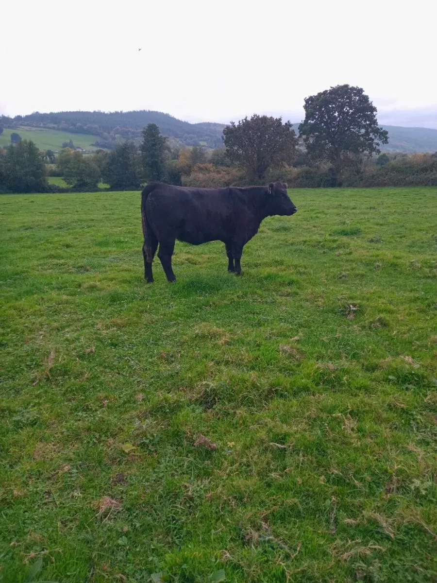 Organic Aberdeen Angus Heifers - Image 4