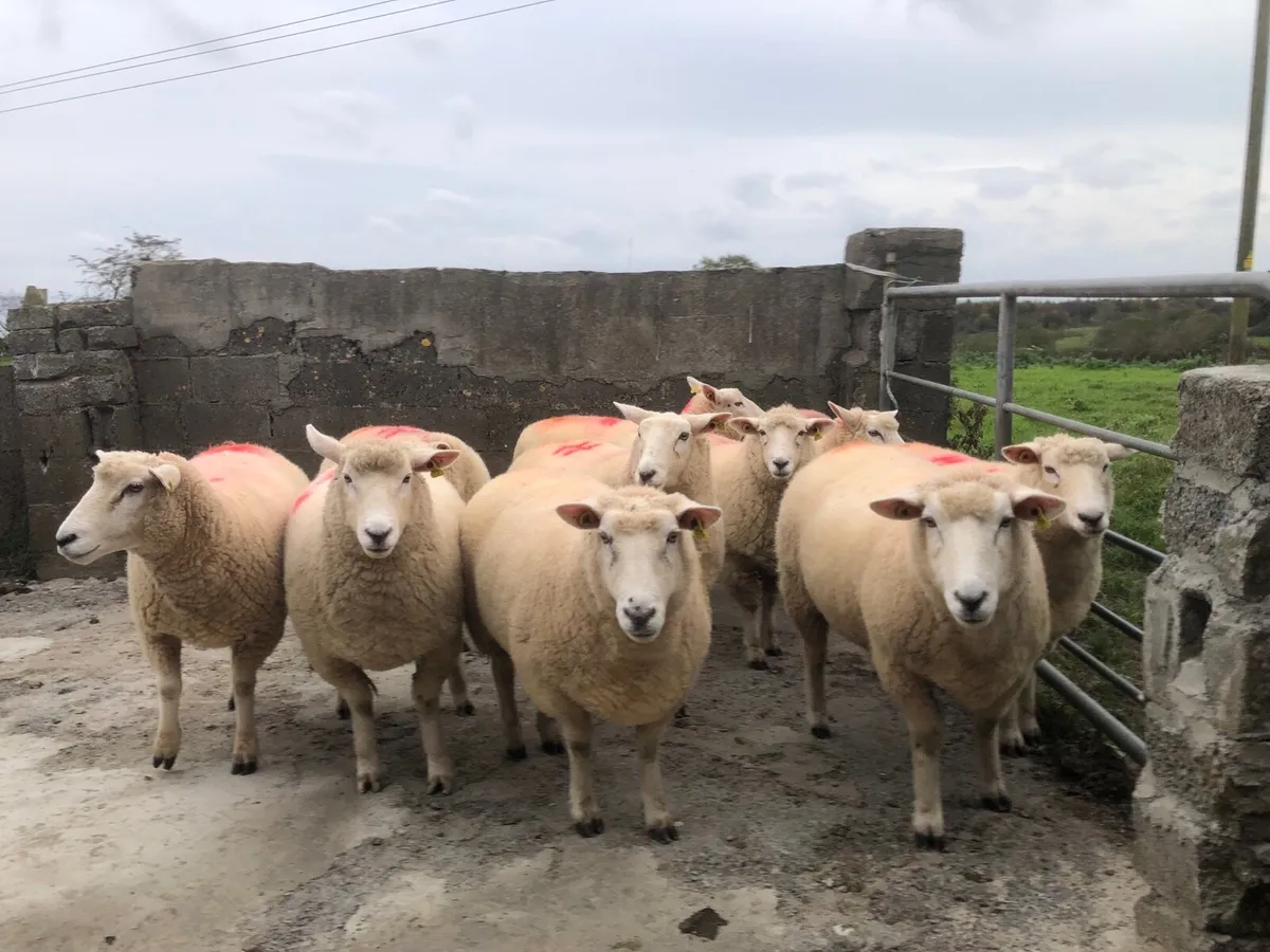 Genuine breeding hoggets - Image 1