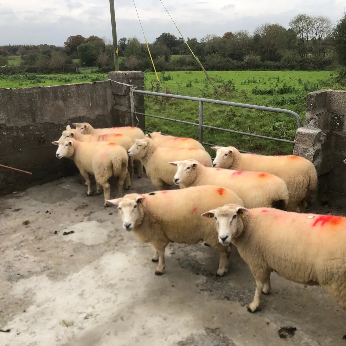 Genuine breeding hoggets - Image 2