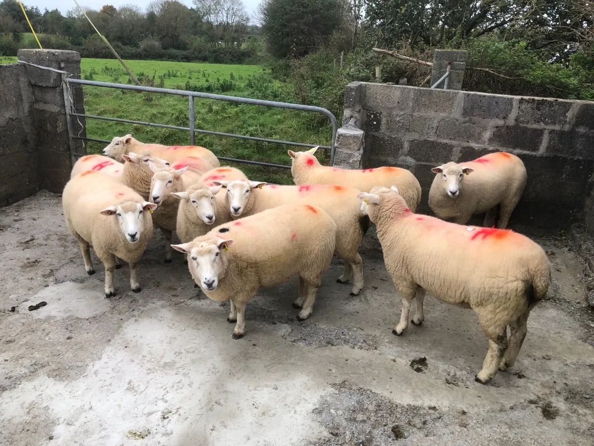 Genuine breeding hoggets - Image 3