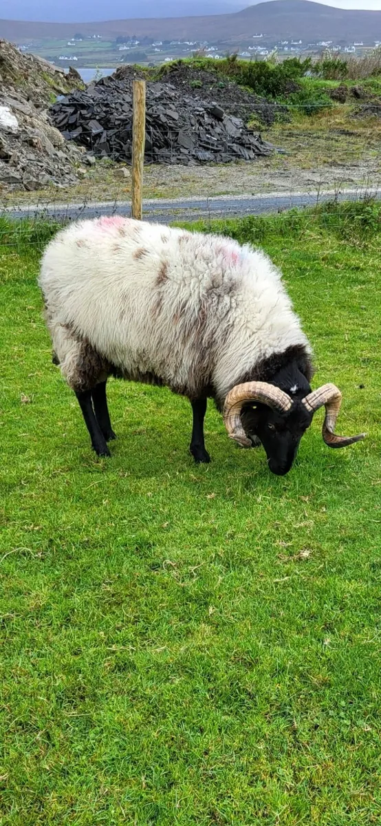 Mayo Mountain Rams - Image 2
