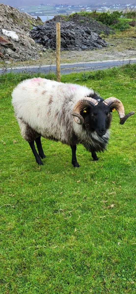 Mayo Mountain Rams - Image 3