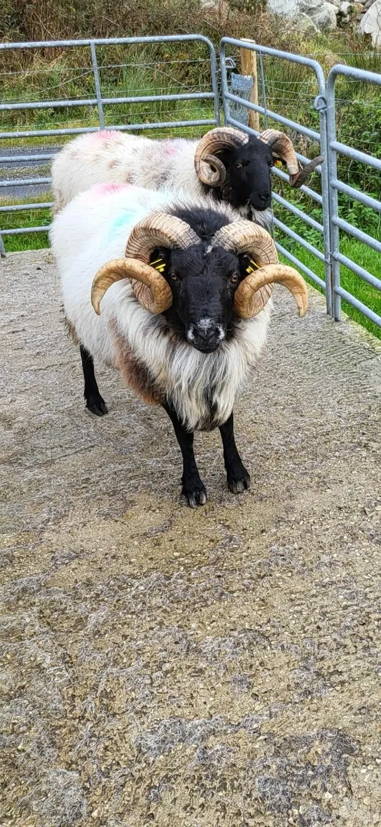 Mayo Mountain Rams - Image 4