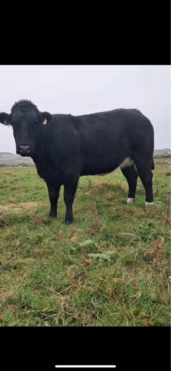 IN CALF HEIFER - Image 2