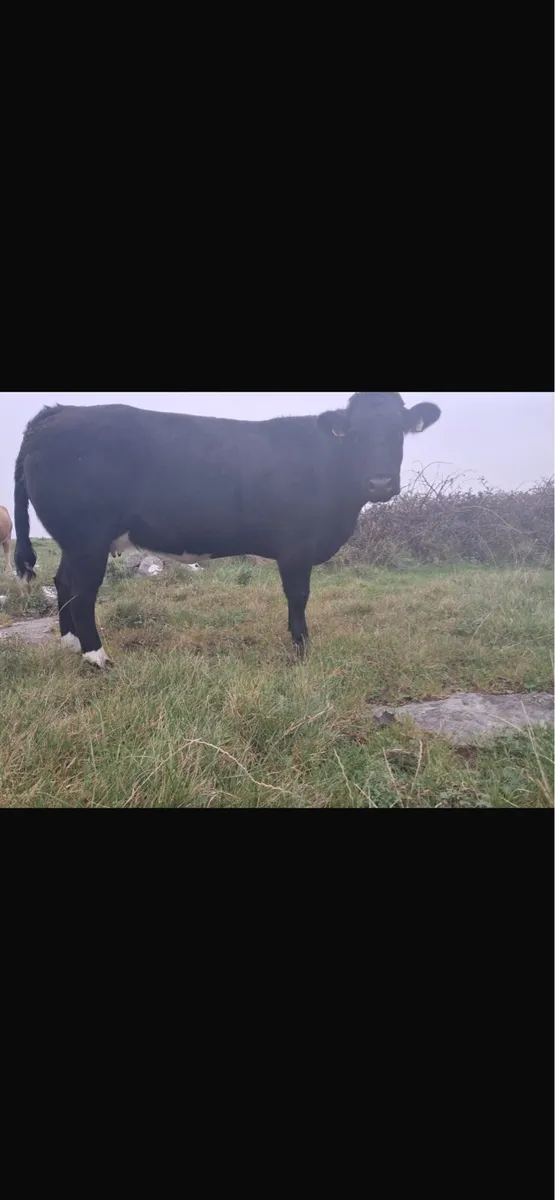 IN CALF HEIFER - Image 3