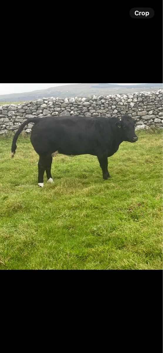 IN CALF HEIFER - Image 4