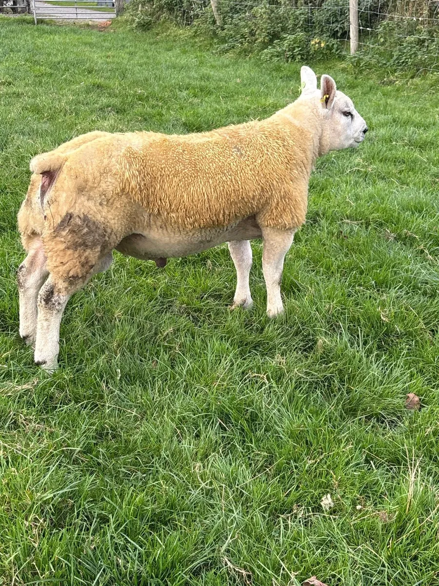 Texel Ram lamb SIS eligible - Image 1