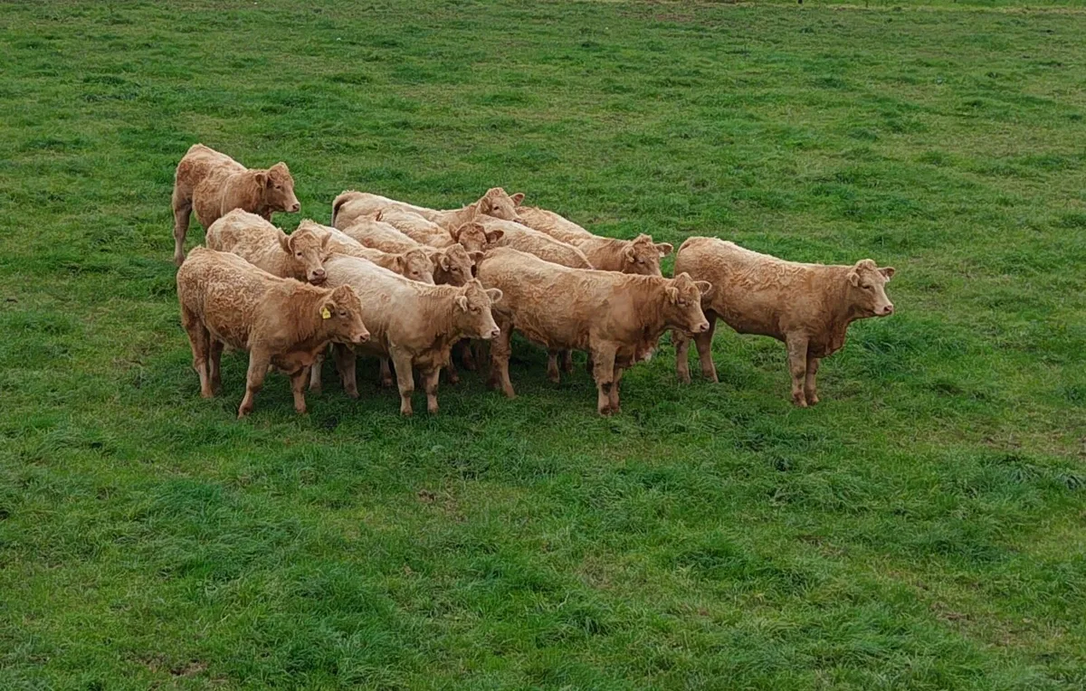 Saler Heifers - CHX cross - Image 1