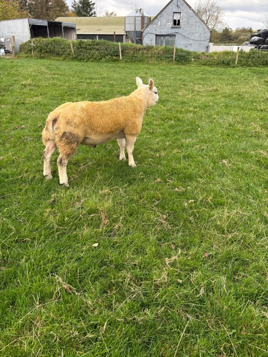 Texel Ram lamb SIS eligible - Image 3