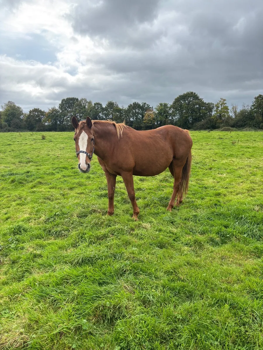 TIH Broodmare by 1.50m Showjumper - Image 1