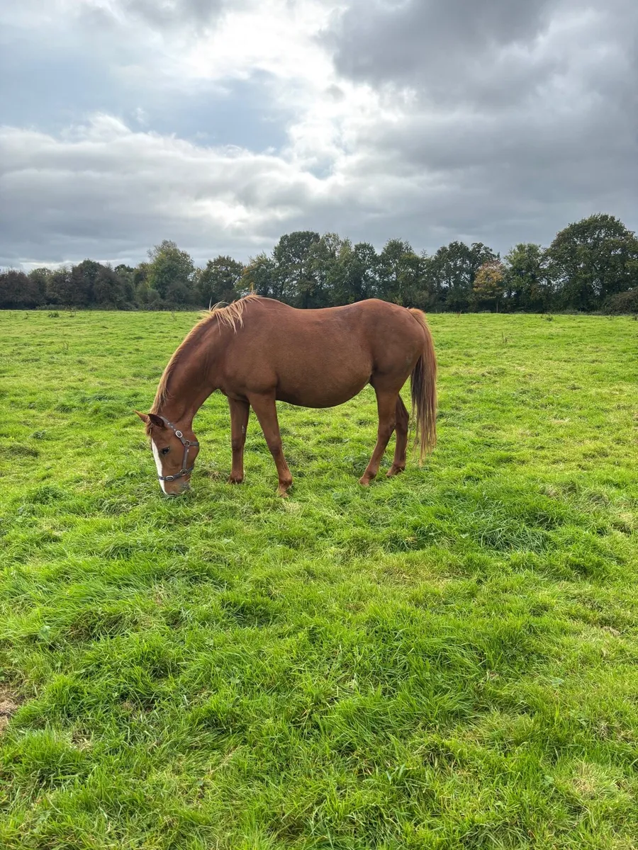 TIH Broodmare by 1.50m Showjumper - Image 2