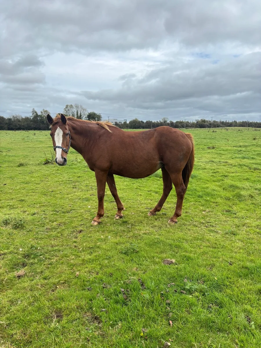 TIH Broodmare by 1.50m Showjumper - Image 3