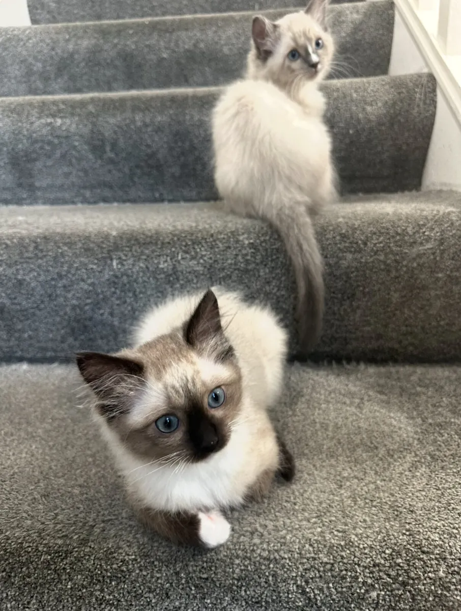 Ragdoll - Image 1