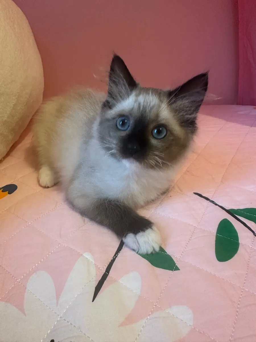Ragdoll - Image 2