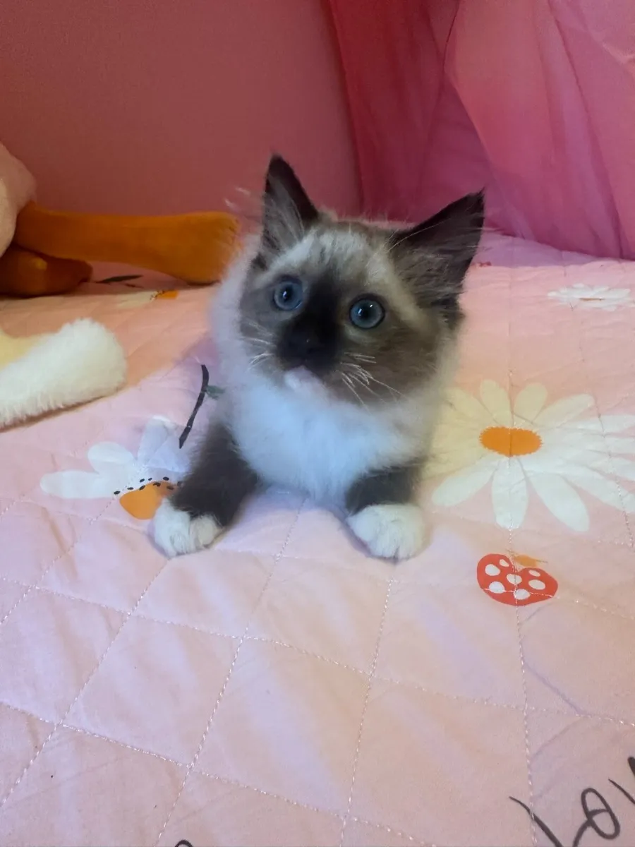 Ragdoll - Image 3
