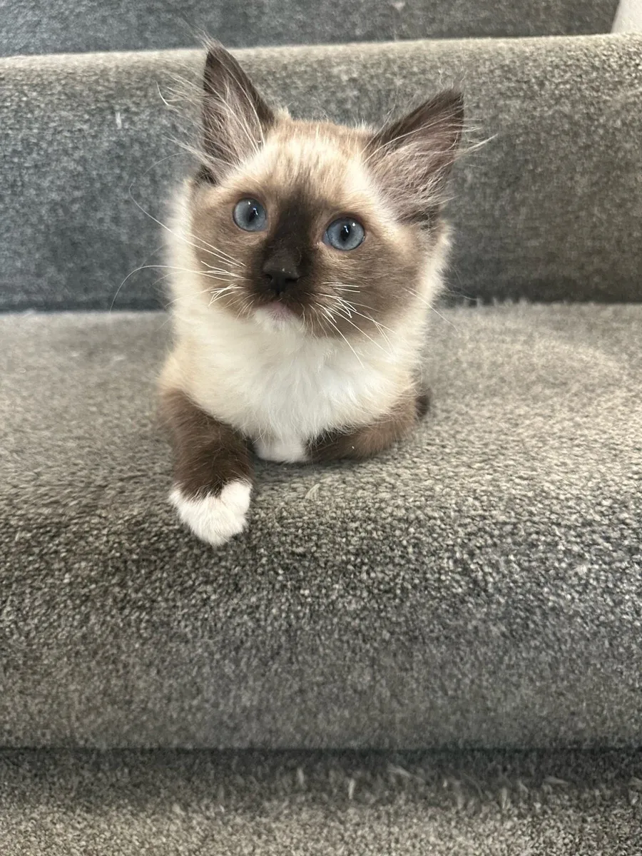 Ragdoll - Image 4