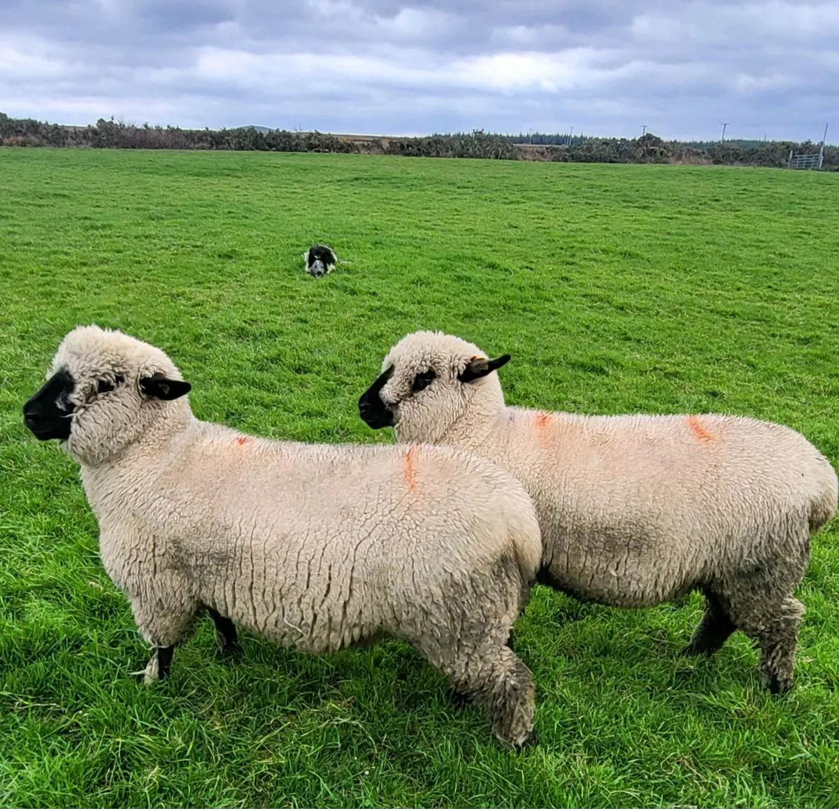 Pedigree Hampshire Down ewe lambs - Image 1