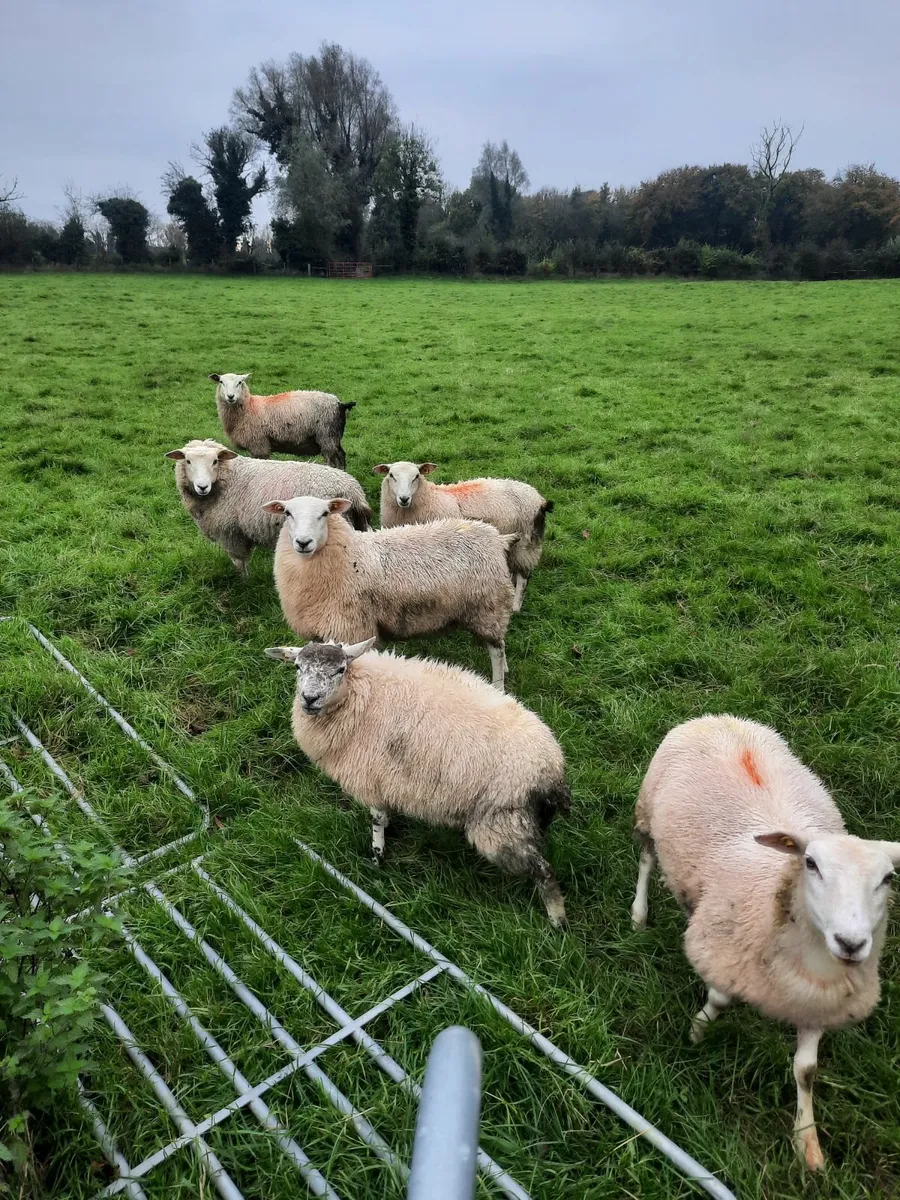 Sheep - Image 1