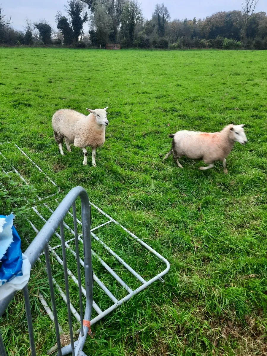 Sheep - Image 2