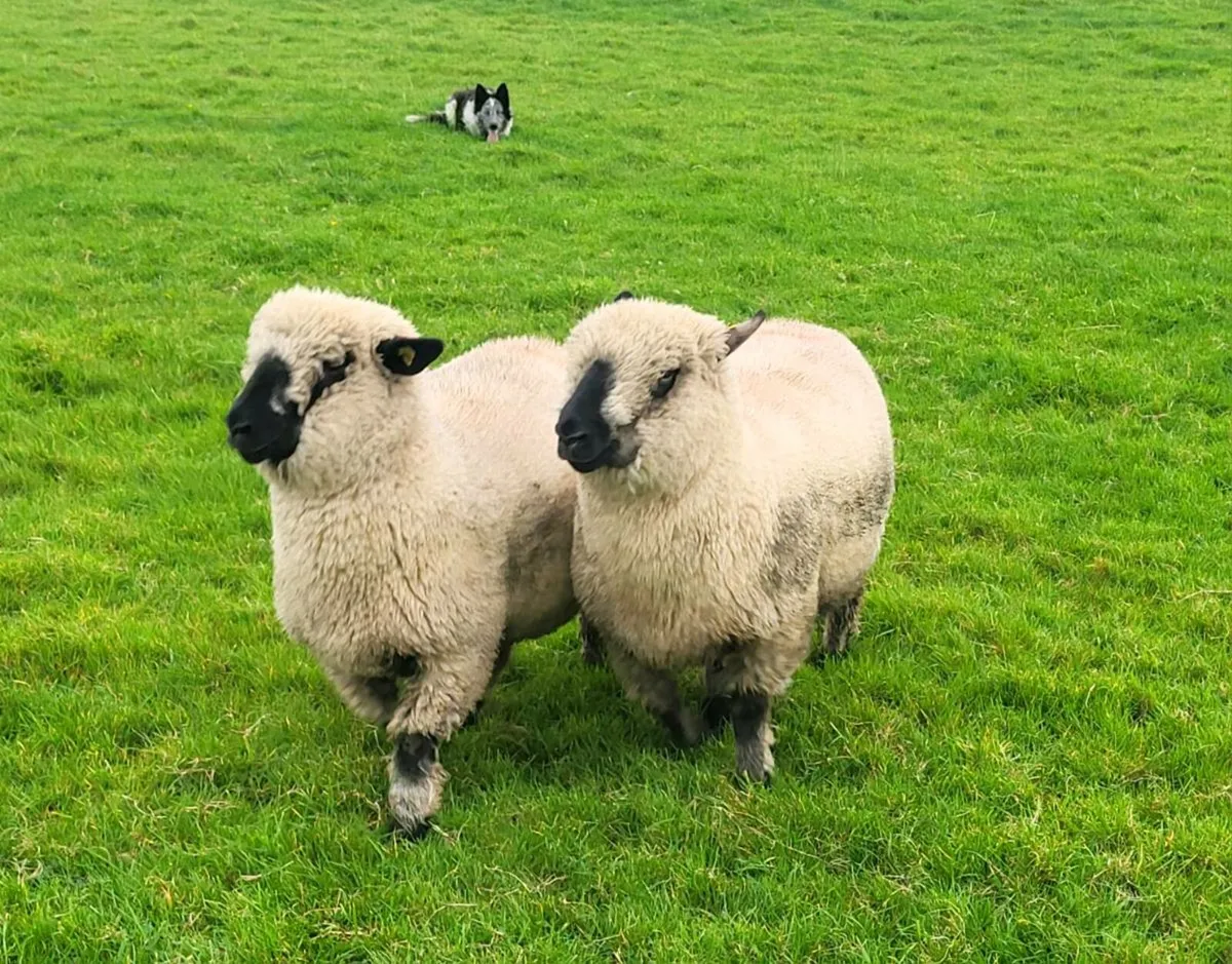 Pedigree Hampshire Down ewe lambs - Image 3