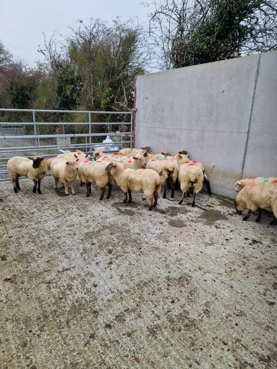 Ewe Lambs - Image 2