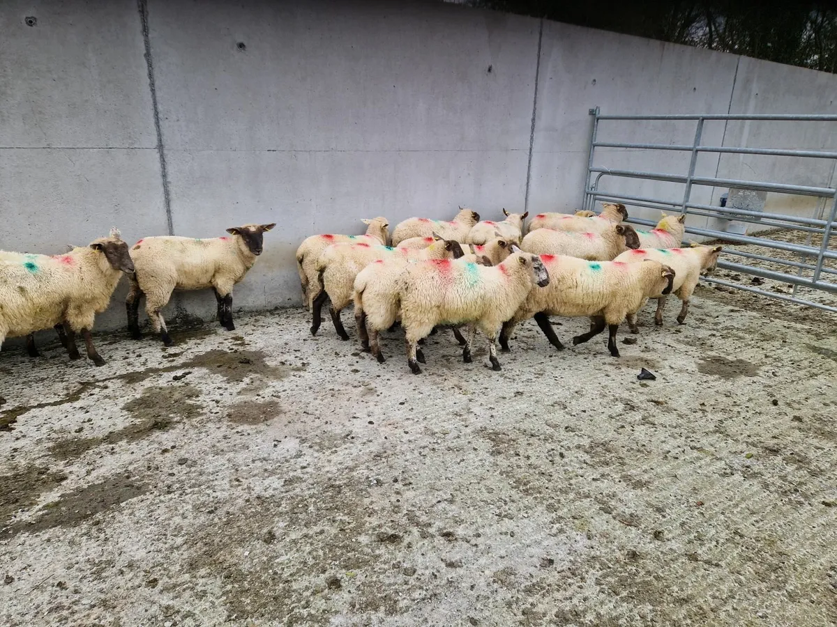 Ewe Lambs - Image 1