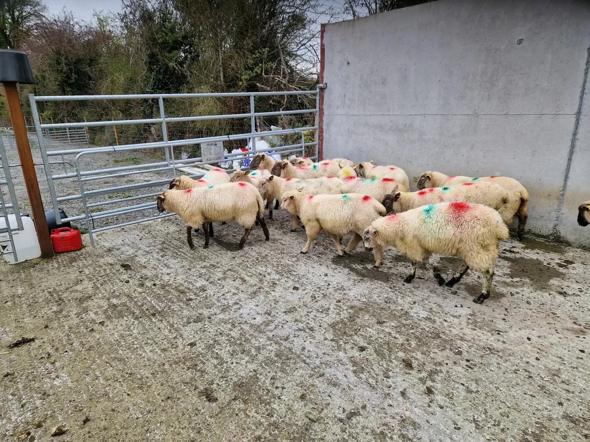 Ewe Lambs - Image 3