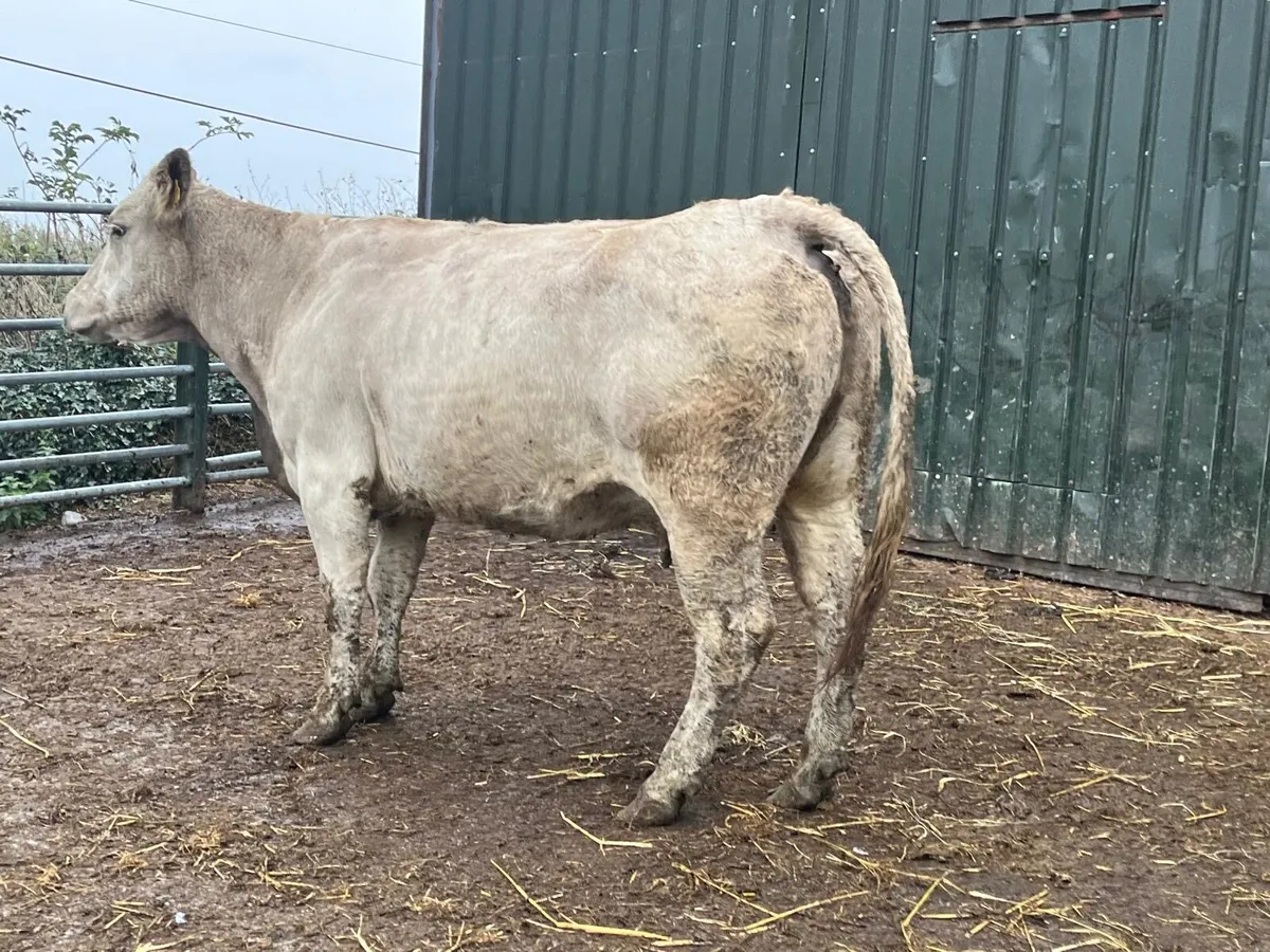 2nd calving  charlaois springer - Image 1