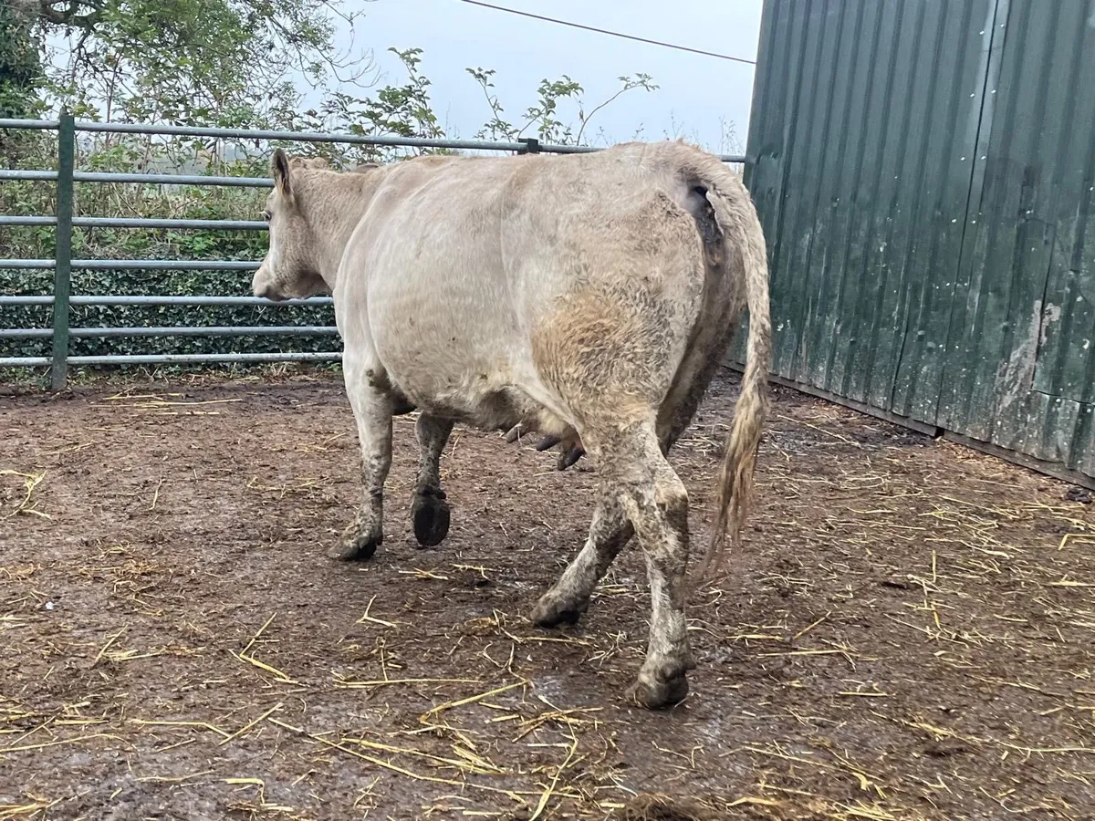 2nd calving  charlaois springer - Image 2
