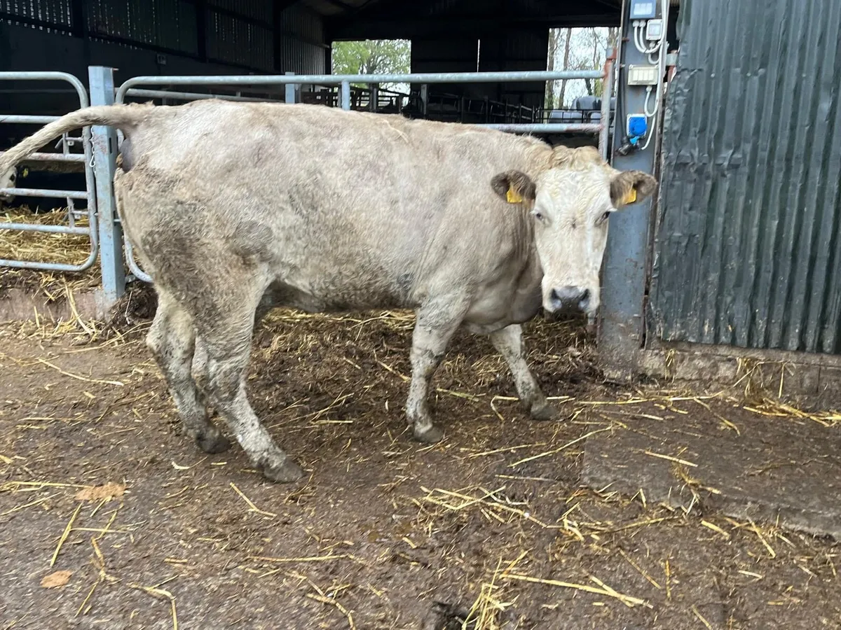 2nd calving  charlaois springer - Image 4