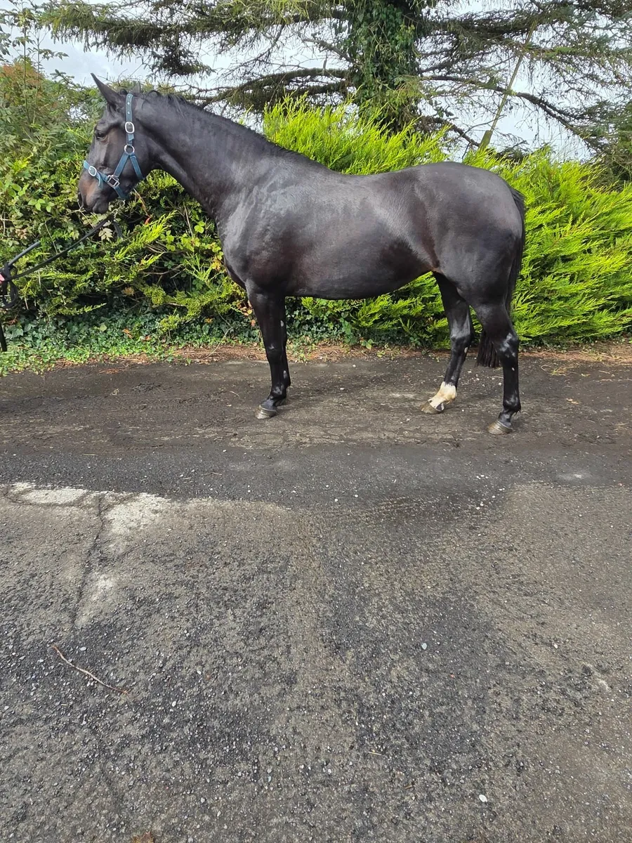 Horses - Image 1