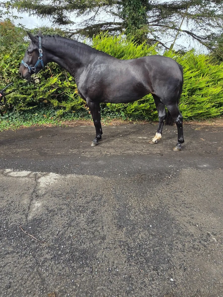 Horses - Image 2