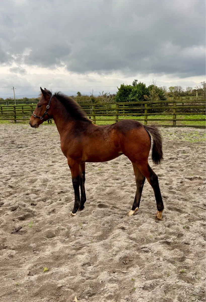 Stylish Colt Foal by Pacmandee - Image 2