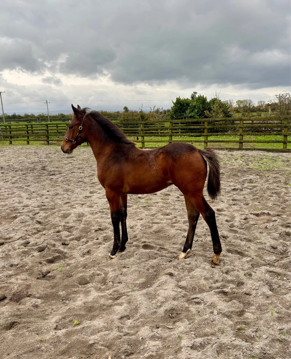 Stylish Colt Foal by Pacmandee - Image 3