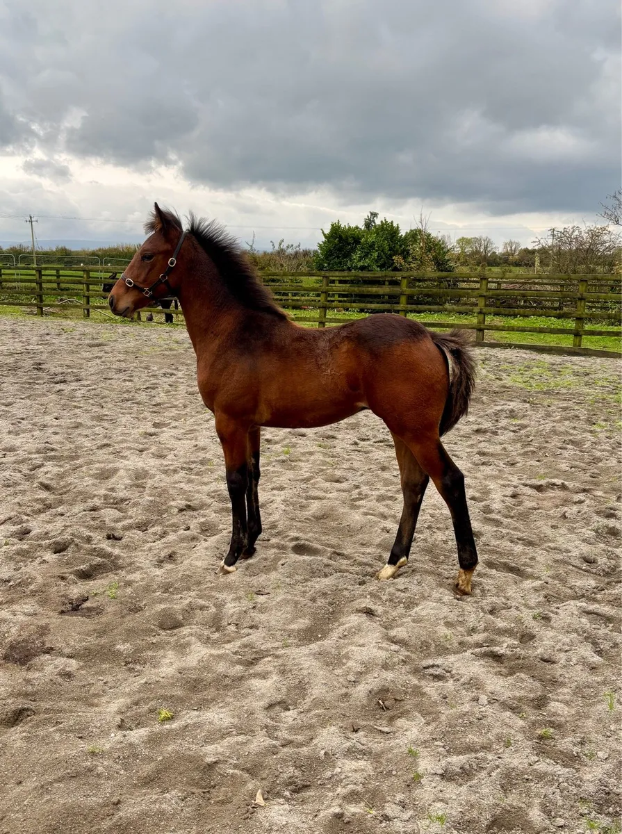 Stylish Colt Foal by Pacmandee - Image 4
