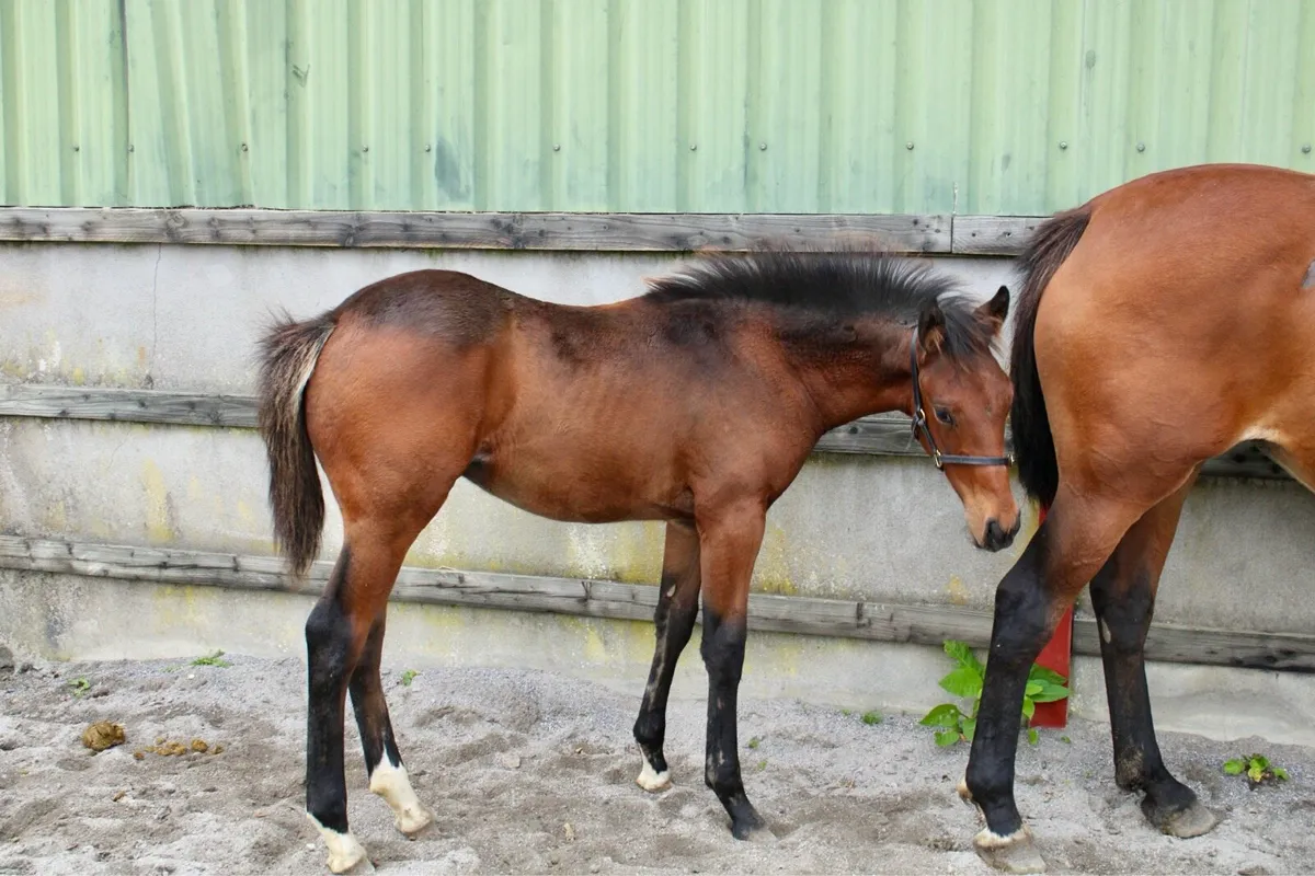Stylish Colt Foal by Pacmandee - Image 1