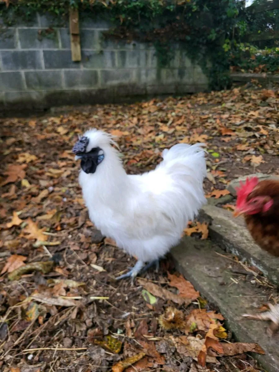 Silkie Cockrels - Image 1