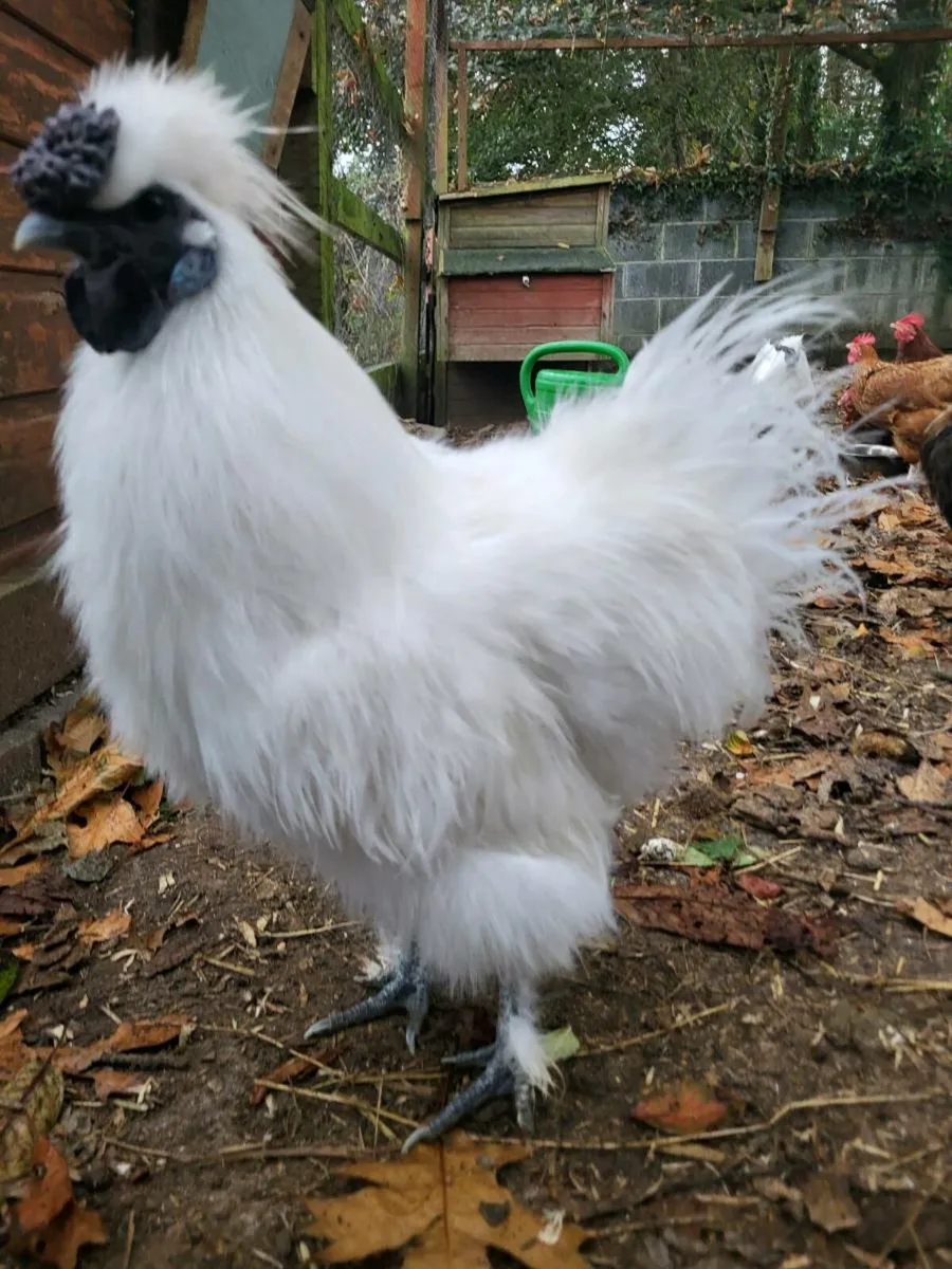 Silkie Cockrels - Image 2
