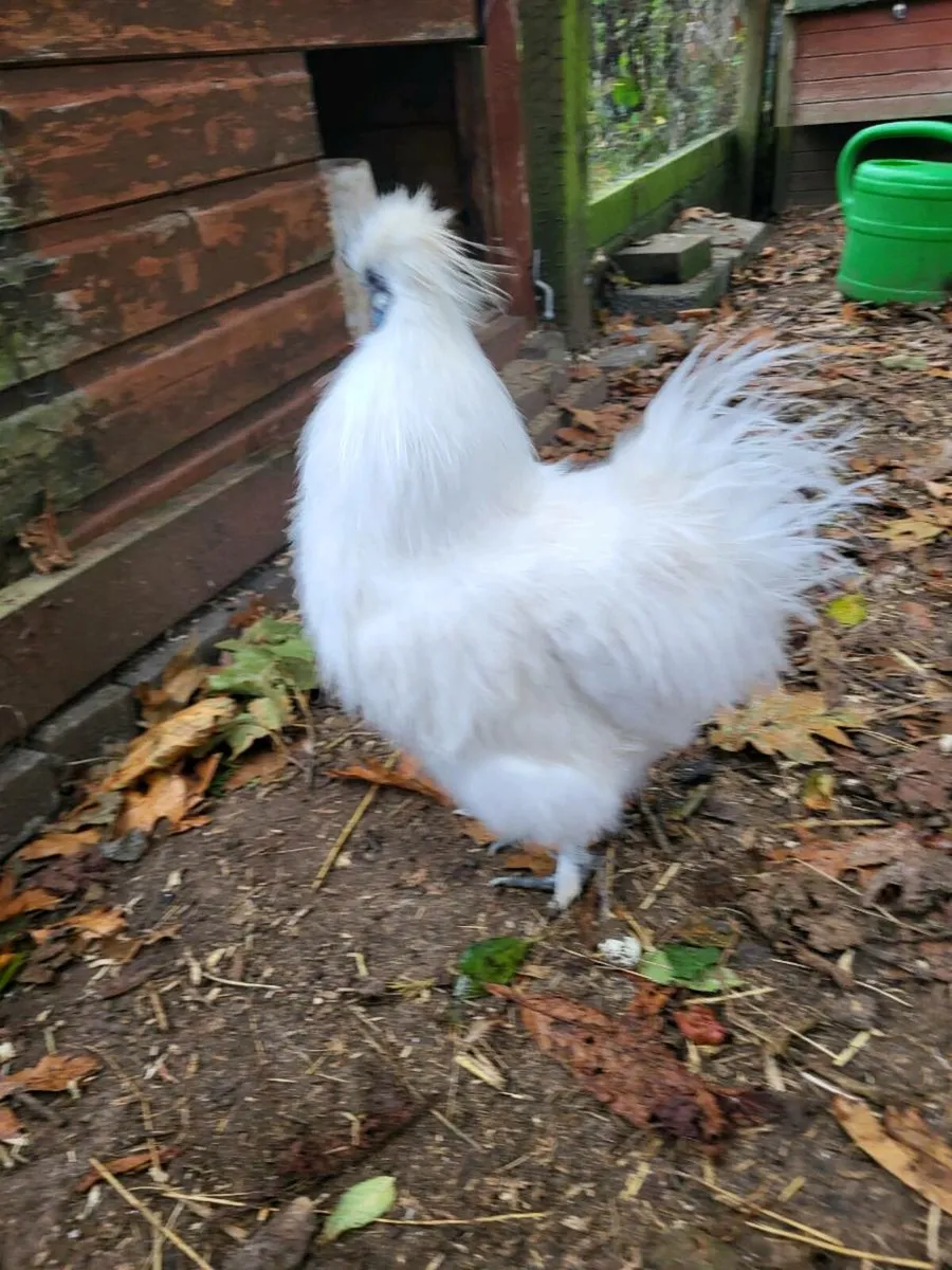 Silkie Cockrels - Image 3