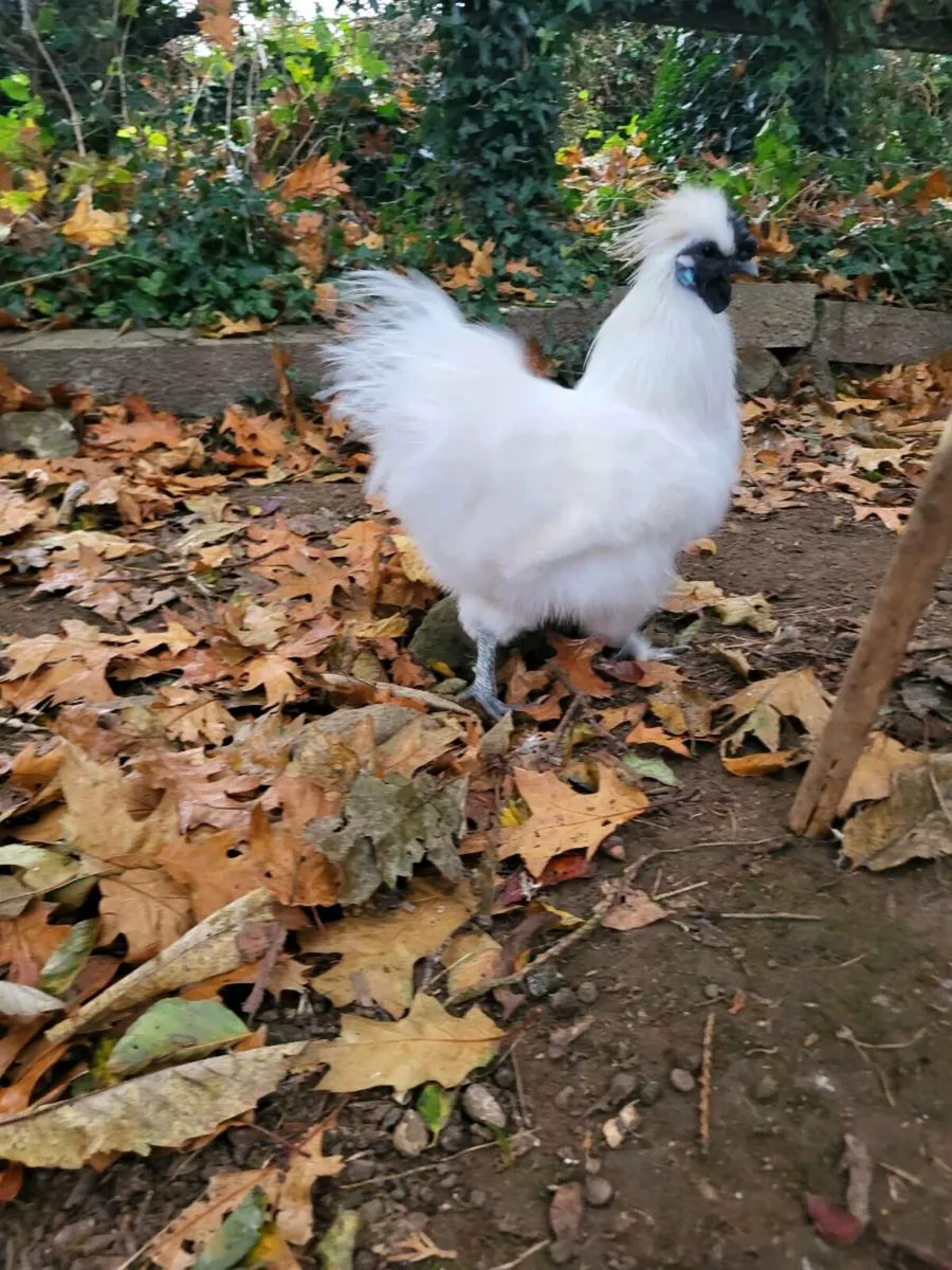 Silkie Cockrels - Image 4
