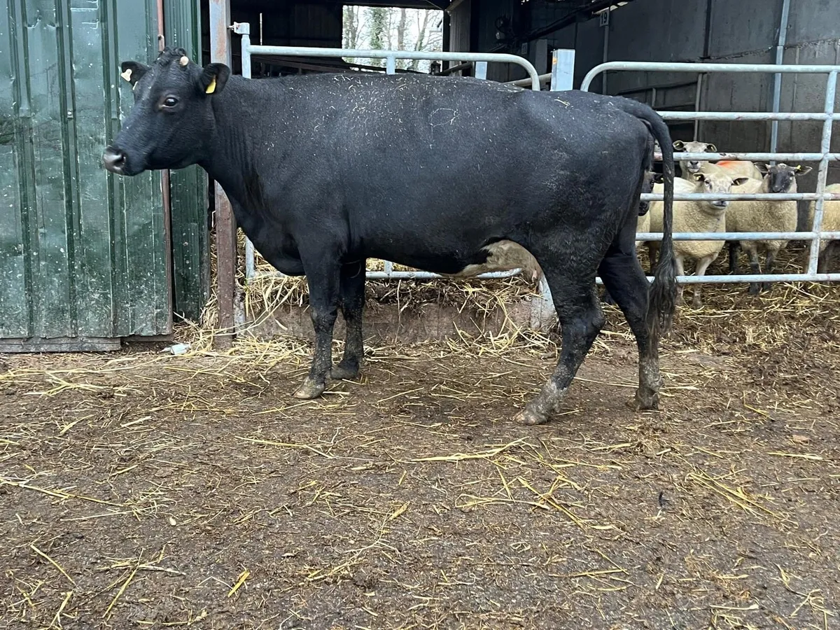 December calving Angus 2nd calver - Image 1