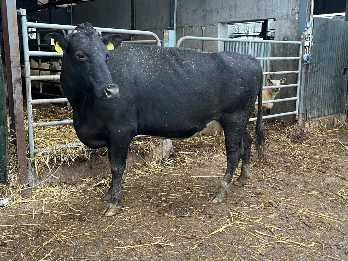 December calving Angus 2nd calver - Image 2